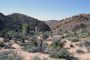 13JoshuaTree - 15